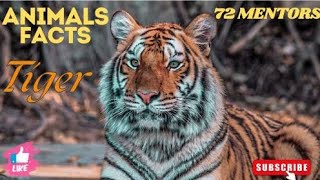 10 Amazing Facts About Tiger You May Not Know | Animals Facts