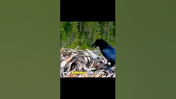 Een domme kraai raakte in grote problemen.