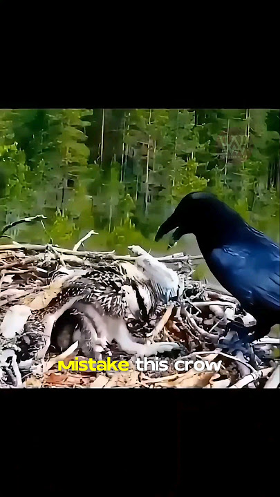 A stupid crow got itself into big trouble..