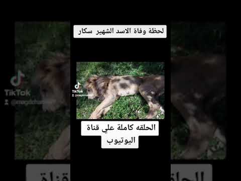 لحظة وفاة الاسد سكارفيس اعظم اسد عرفه التاريخ