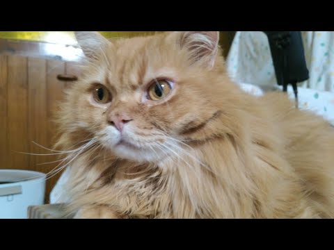 マンチカンの館、猫屋敷から生中継