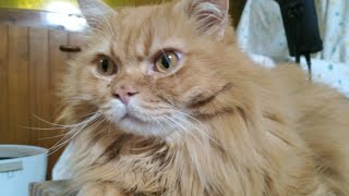 マンチカンの館、猫屋敷から生中継