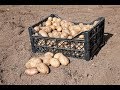 Картошка в ящиках под соломой