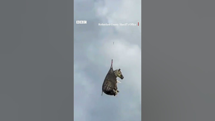 জেব্রার আকাশপথে ভ্রমণ | BBC Bangla