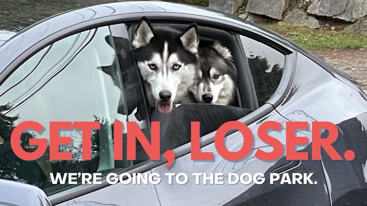 Siberian Huskies Calmly and Quietly Drive to the Dog Park - YouTube