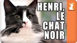 Henri, le Chat Noir  Memed