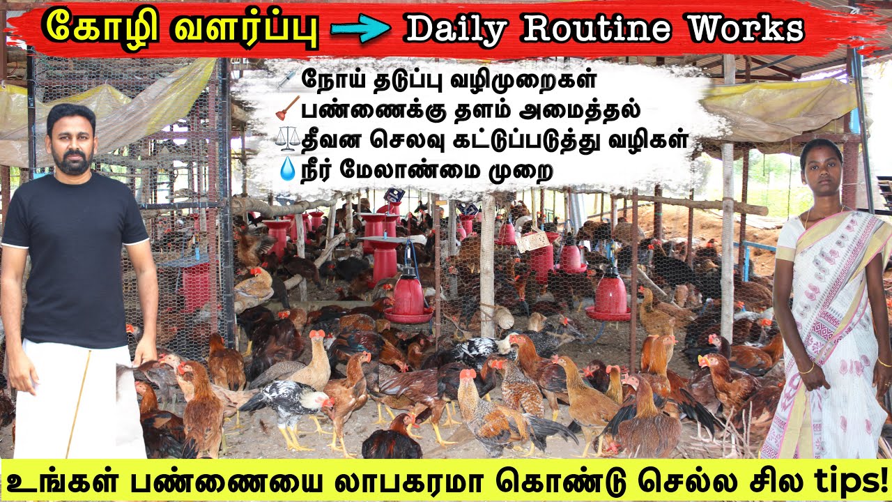 நாட்டுக்கோழி பண்ணையை முறையாக பராமரிக்கும் முறை/1000 கோழிகள் வளர்க்க எவ்வளவு தினசரி வேலைகள் உள்ளன?