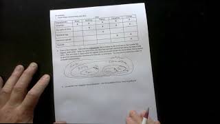 Making Cladograms Instruction