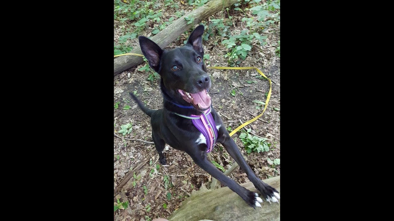 Tim - Collie x Labrador - 3 Week Residential Dog Training