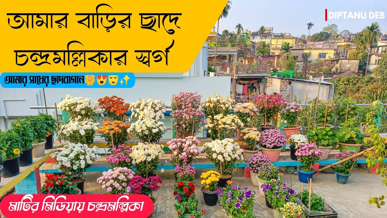 বাড়ির ছাদ কেমন করে চন্দ্রমল্লিকা দিয়ে সাজাবেন দেখেনিন😍🌼😌 