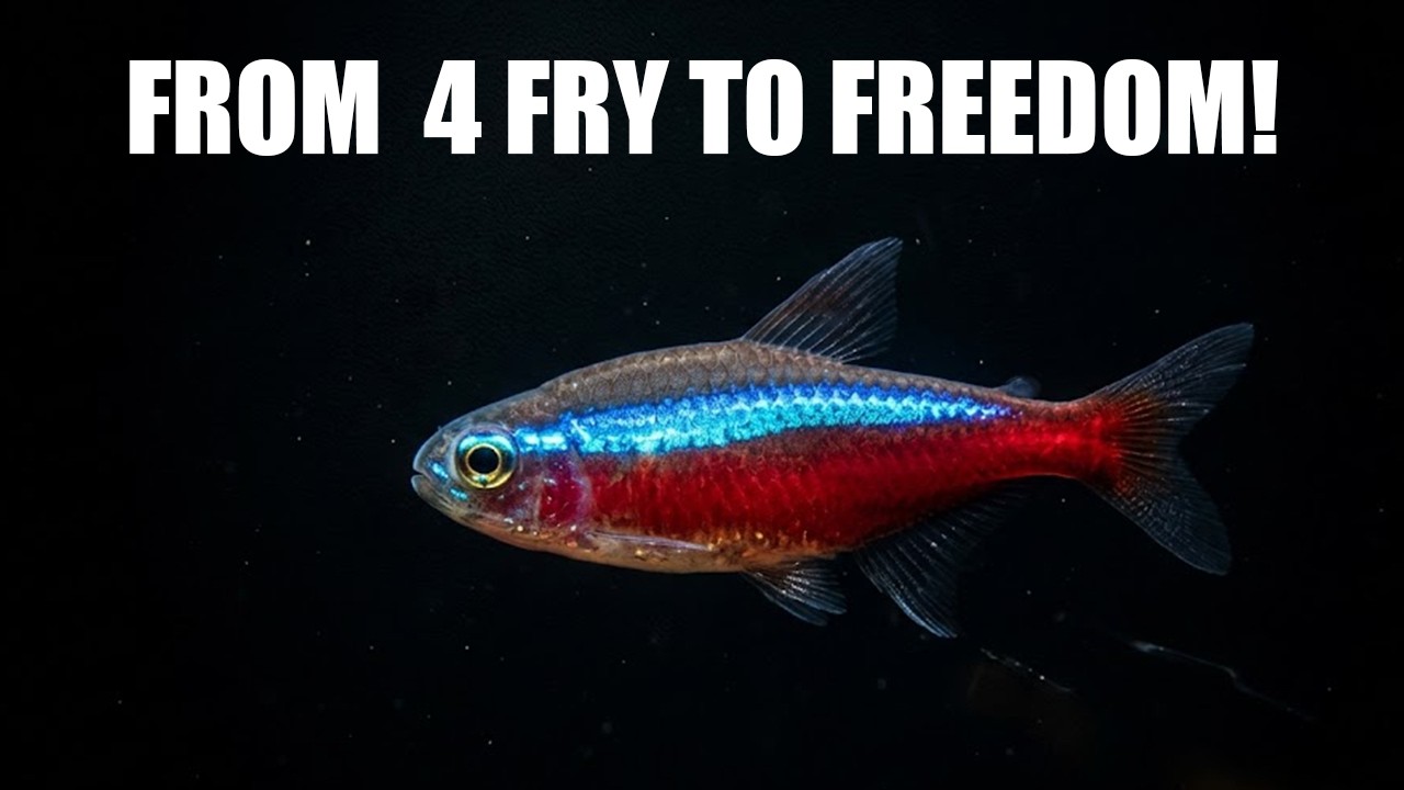 From 4 Fry to "Cardinal Tetra Freedom": My 10-Year Breeding Journey