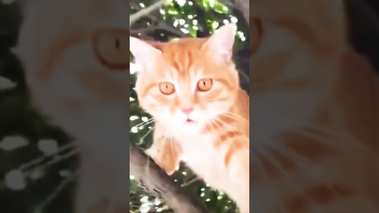 The Adorable Cat Climbs Tree and Meows Cutely! 🐱🌳 💕