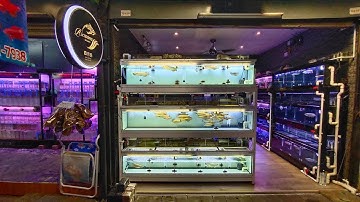 เนตร คำพันธุ์ - แบบตู้ปลา 3 ชั้น กรองบน ที่จะเป็นตัวอย่างสำหรับงานพี่โอ๋ที่โคราช 72 24 15 ร่วมทีม SP