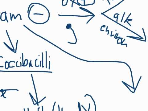 Gram negative algorithm