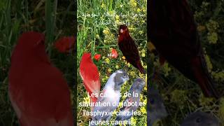 les causes de la saturation du jabot et l'asphyxie des jeunes.أسباب إمتلاء الحوصلة وإختناق الصغار