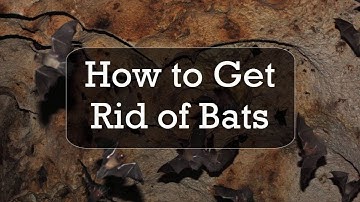How to Get Rid of Bats