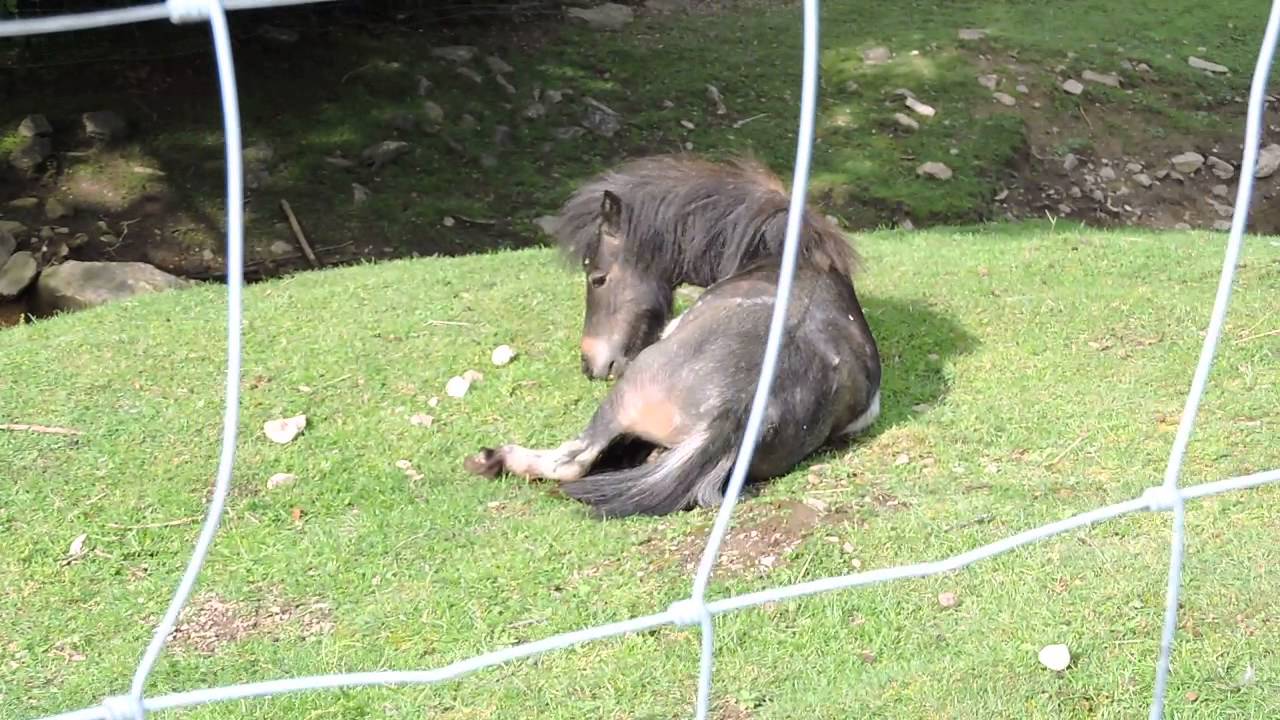 Alpen Wildpark Feld am See 2014'