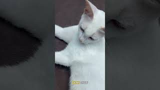 "Why Do Cats Twitch in Their Sleep? 😸💤 Uncover the Hidden Secrets of Feline Dreams!" Content