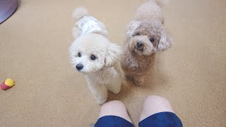 もしかして子犬の方が大きくなっちゃった！？体重を測って確認してみたら...。【トイプードル】