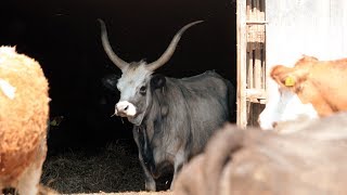 Large Animal Clinic