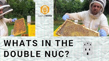 #beekeeping Checking on the Double NUC