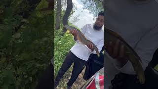 badi maral fish catch 🐋#fishing #angler #fish #rajhsthanfish #maralfish @Angleramirmaralkiller
