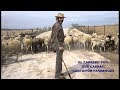 EL CABRERO-  CON SUS CABRAS -  CANTA POR FANDANGOS   RAFAEL HIDALGO ROMERO