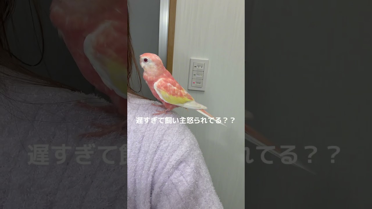 出待ちしちゃうインコが可愛すぎる‼️💖