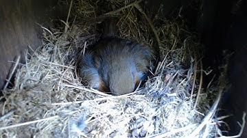 Nest Box Diary 2020 - Robin Nest Camera 1 (Sunday 31 May 2020, 07:21:25)