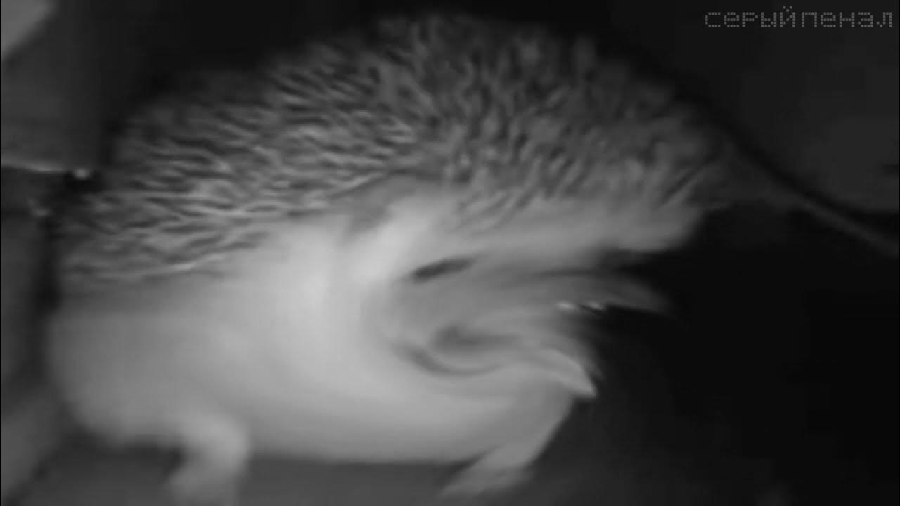 ежик чихает. ежик чихнул. ежик чихает. ежики ежики чихают. ежик чихнул.