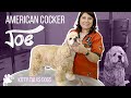 Grooming Joe the American Cocker | Kitty Talks Dogs - TRANSGROOM の動画、YouTube動画。