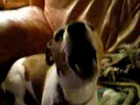 most dangerous dog in the world