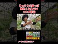 大丈夫?きゅうりの葉っぱが黄色くなる原因のひとつ
