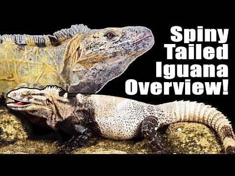 Video: Adakah iguana ekor berduri haiwan peliharaan yang baik?