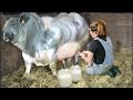 American Ranchers Raise 30 1 Million Beef Cattle This Way American Cow Farm Farming Cows 