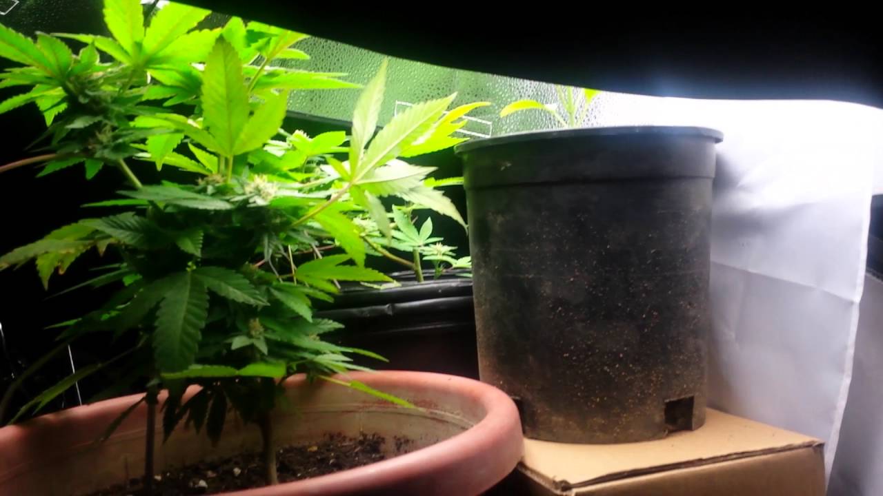 Outdoor grow was moved inside
