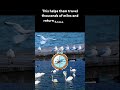 How Animals Navigate Using Earth’s Magnetic Field | Amazing Natural GPS #science #sciencefacts