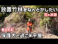 #26【独身女と保護犬】荒れた竹林を開拓したい｜保護犬と田舎で暮らす【平屋暮らし】