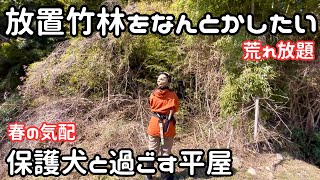 【独身女と保護犬】荒れた竹林を開拓したい|保護犬と田舎で暮らす【平屋暮らし】