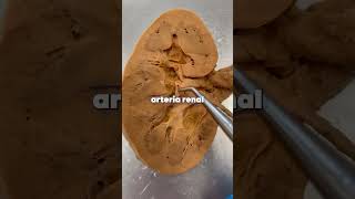 Así trabajan tus riñones #anatomia #aprender #cuerpo #salud #riñones