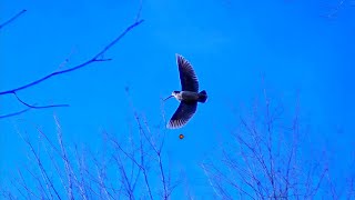 Shotkamgen4 İle Çulluk Avi