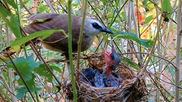 Mother trucukan feeds and protects her young from attacks in the nest [v 21]