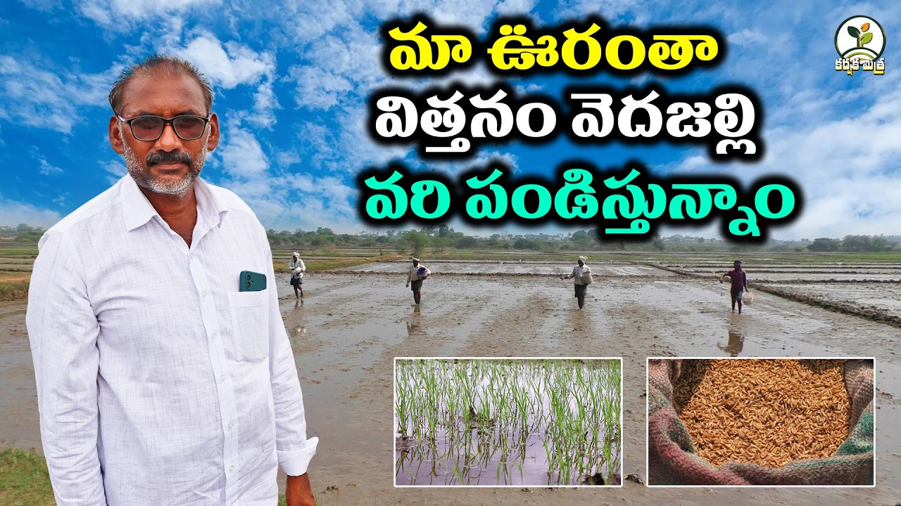 విత్తనం వెదజల్లే పద్ధతిలో వరి సాగు || లాభం ఎక్కువ | Direct Seeded Rice Success Karshaka Mitra #agri