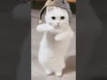 #cat