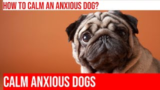 Calming an Anxious Dog: Strategies for a Happy Pup