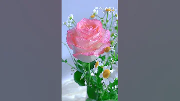 اجمل ورده 