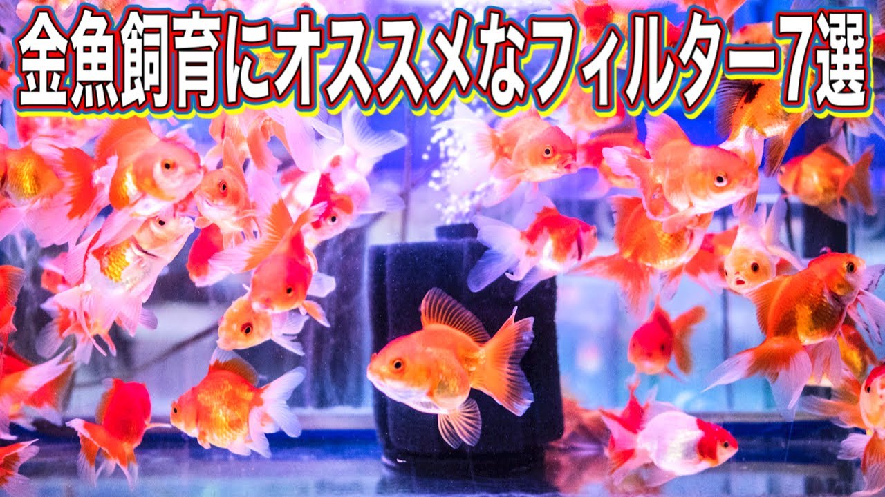 【金魚の飼い方】金魚水槽に最適なフィルター７選