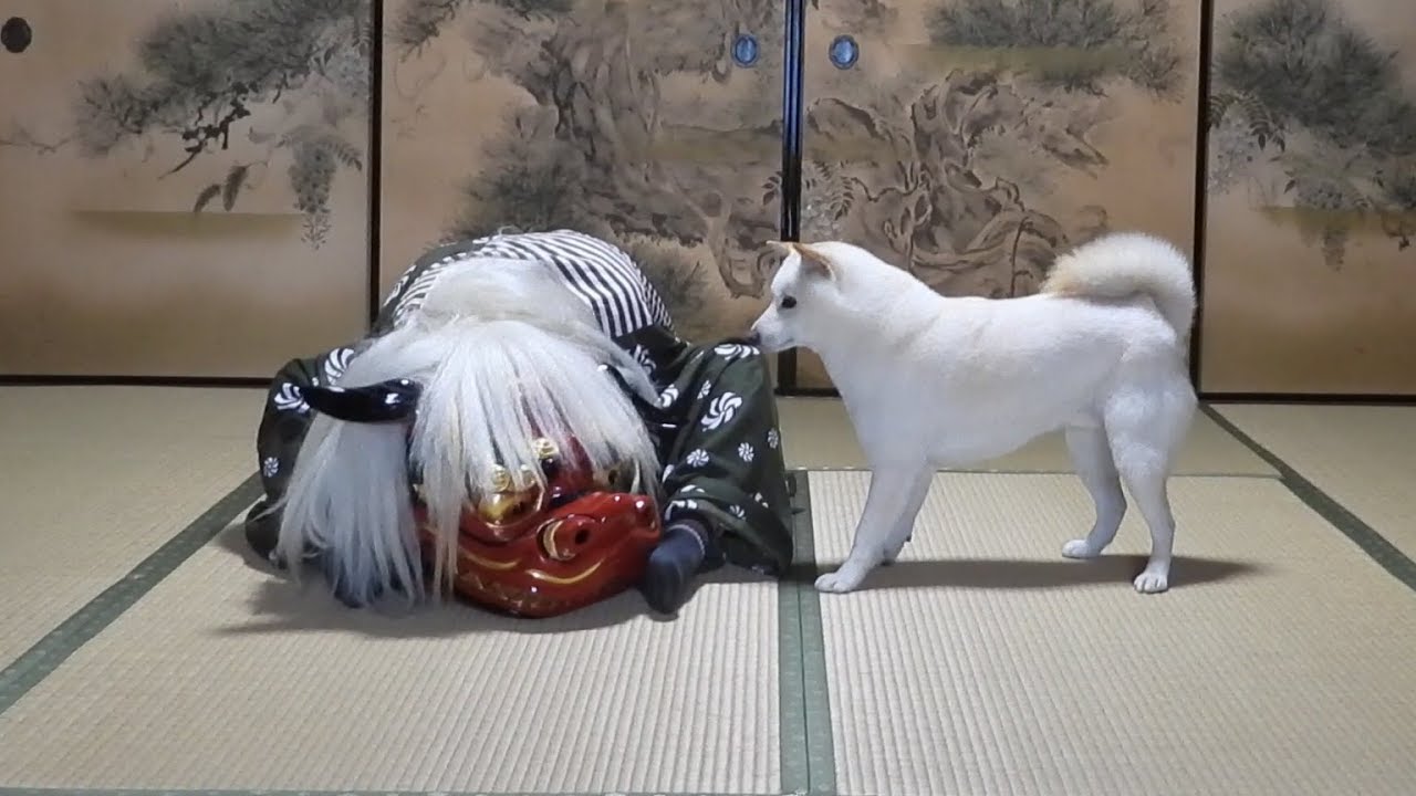 獅子舞の練習を邪魔する柴犬　　Dog disturbing japanese lion dance