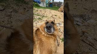 Пес депутат на посту 😀#собака #немецкаяовчарка #germanshepherd #dog #собаки