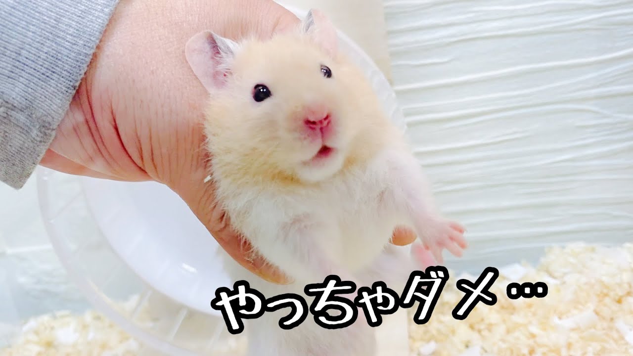 なつくハムスターを放し飼いする飼い主 おもしろ可愛い動物 Youtube